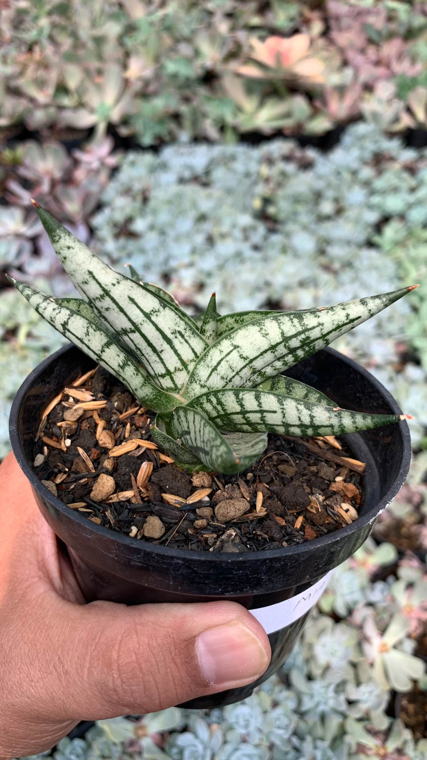1057. Sansevieria Mia - Image 12