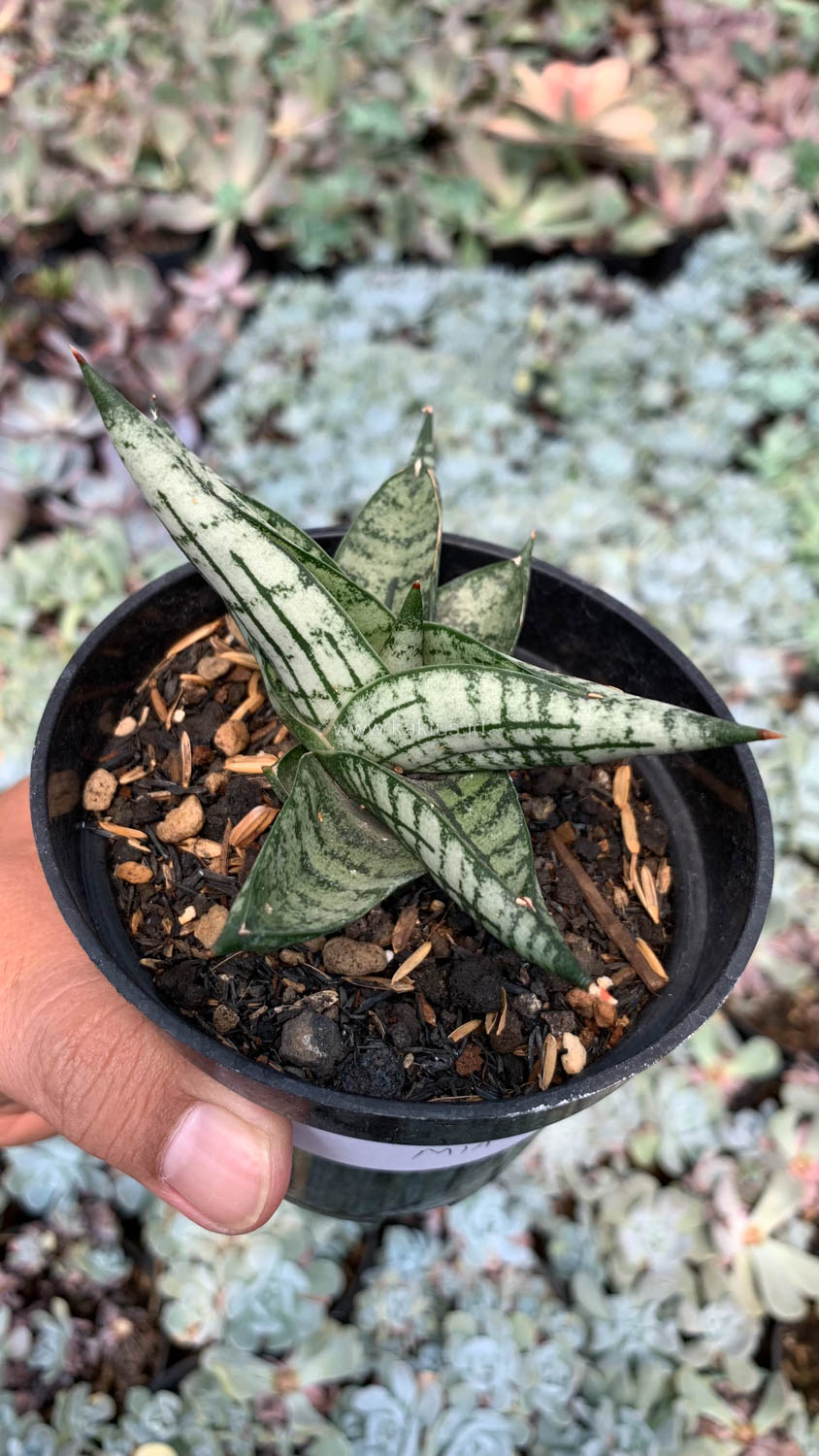 1057. Sansevieria Mia - Image 3