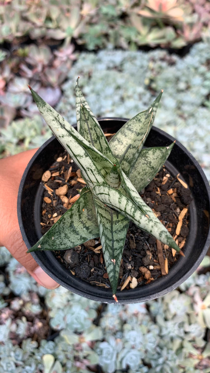 1057. Sansevieria Mia - Image 14