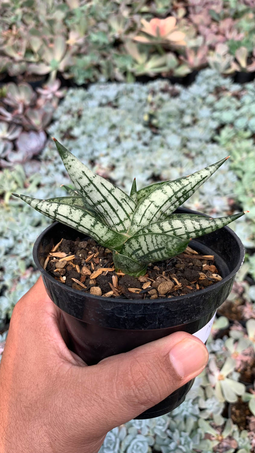 1057. Sansevieria Mia - Image 15