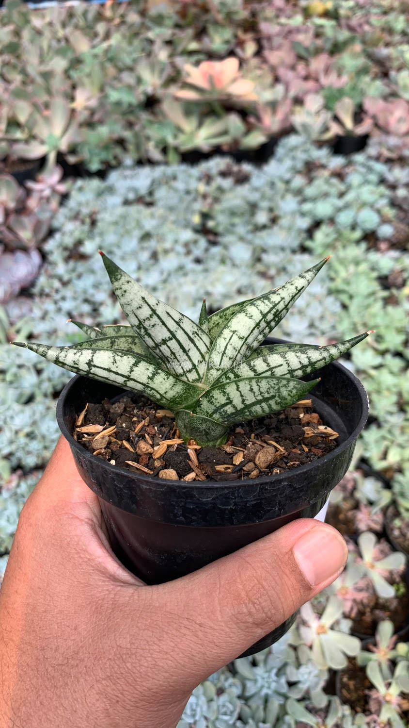1057. Sansevieria Mia - Image 7