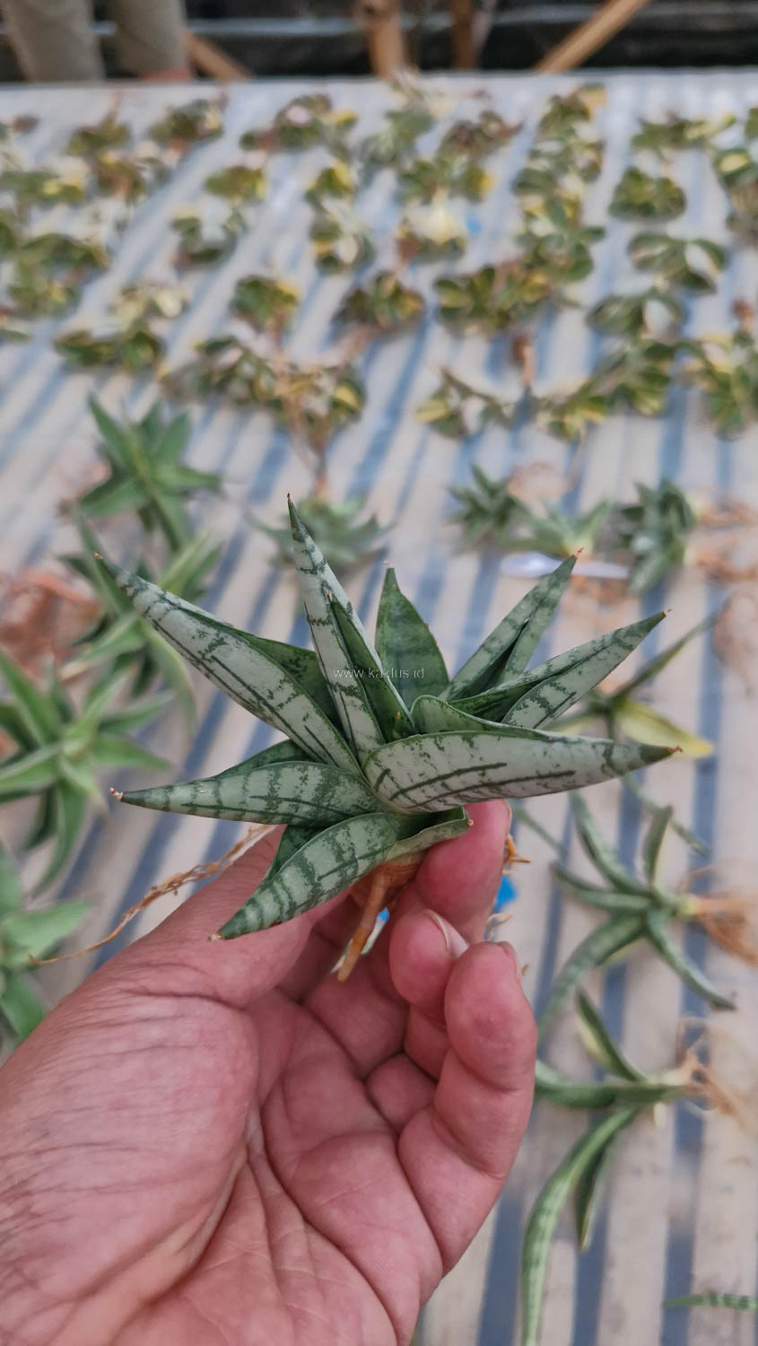 1057. Sansevieria Mia - Image 8