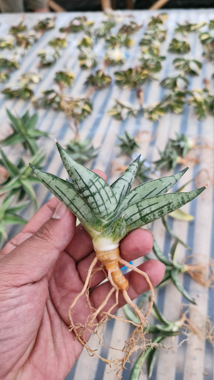 1057. Sansevieria Mia - Image 11