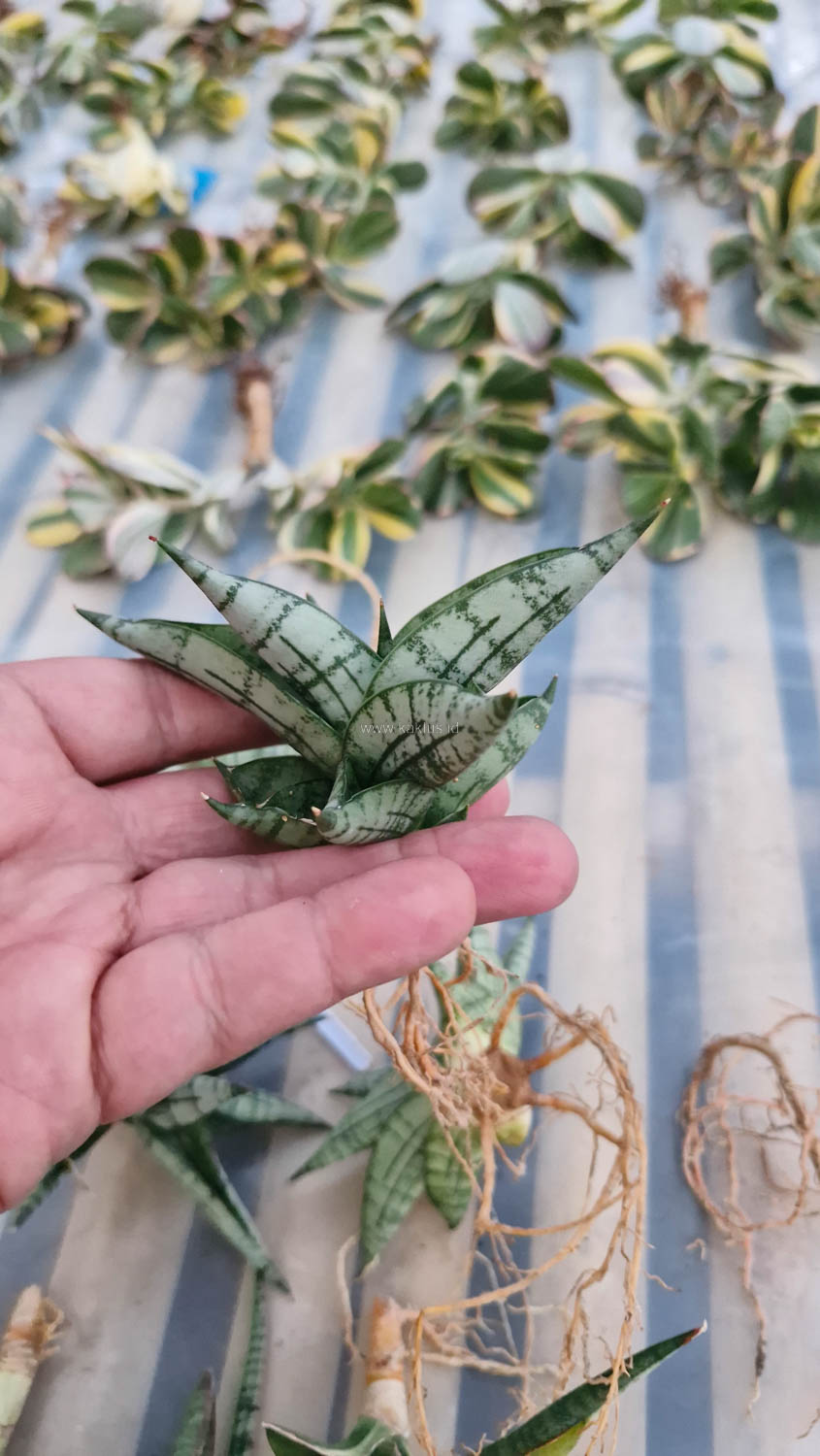 1057. Sansevieria Mia - Image 5