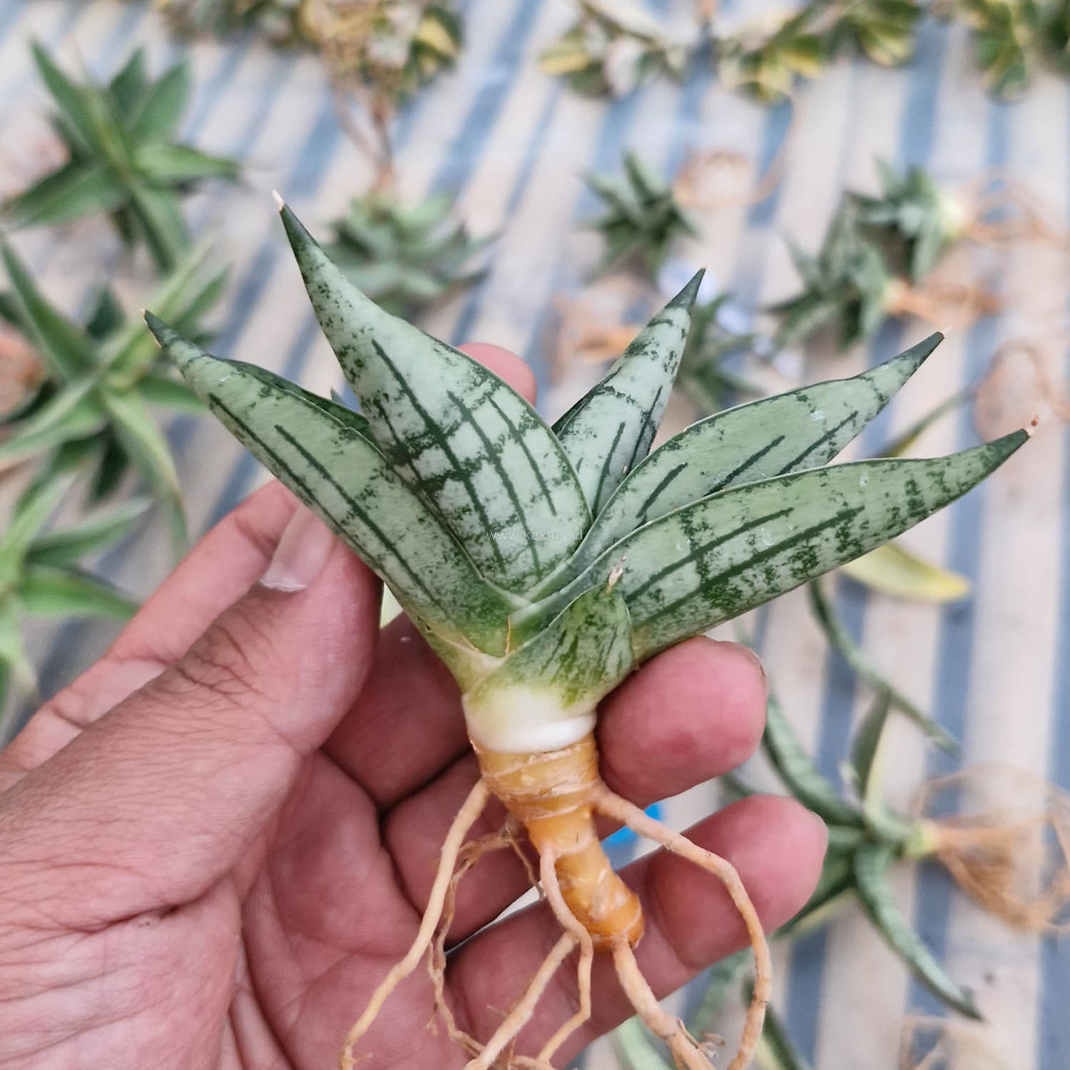 1057. Sansevieria Mia - Image 2