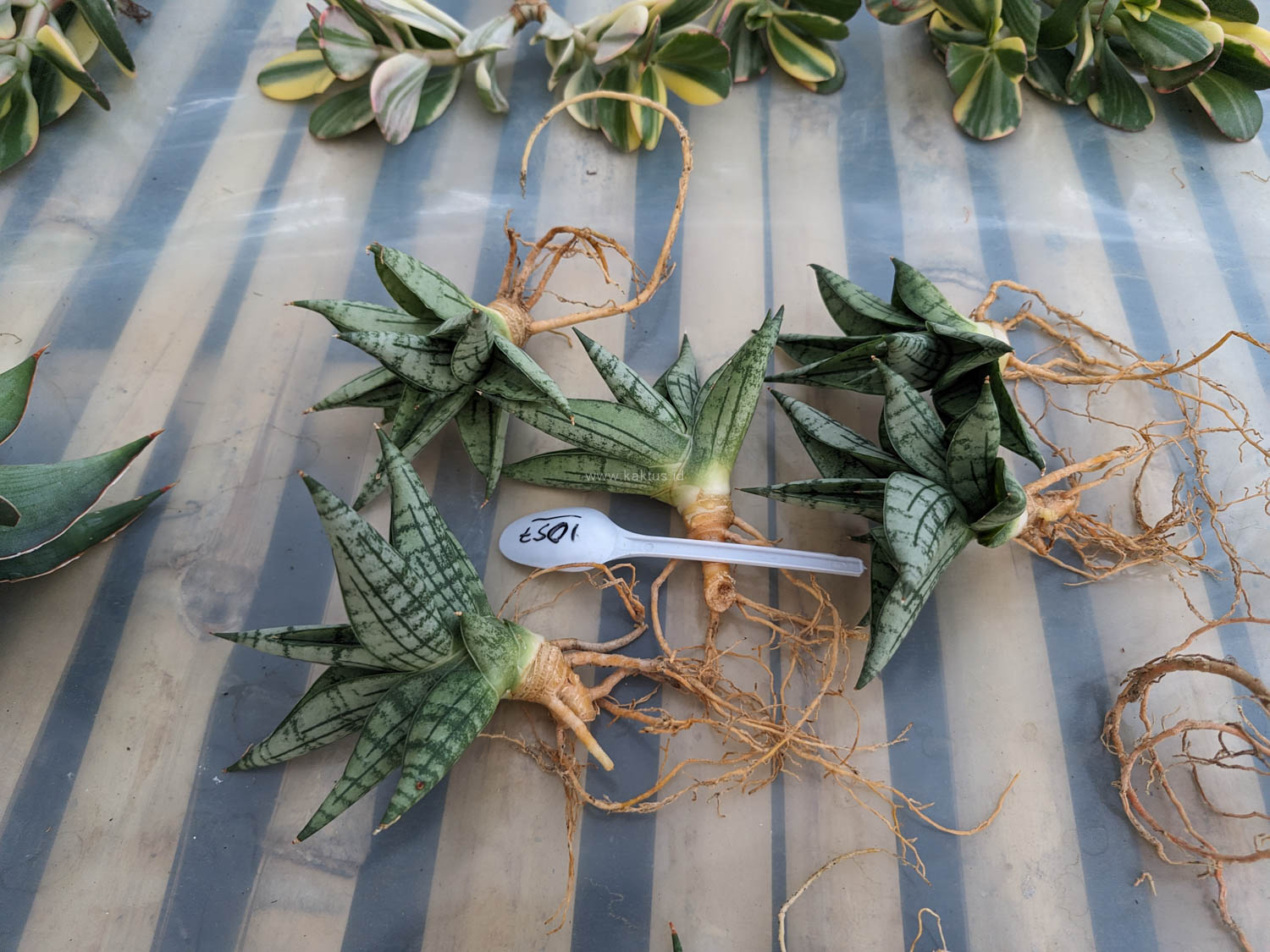 1057. Sansevieria Mia - Image 13