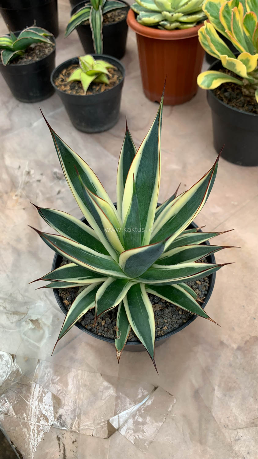 1058. Agave Burn Burgundy Variegated - Image 12