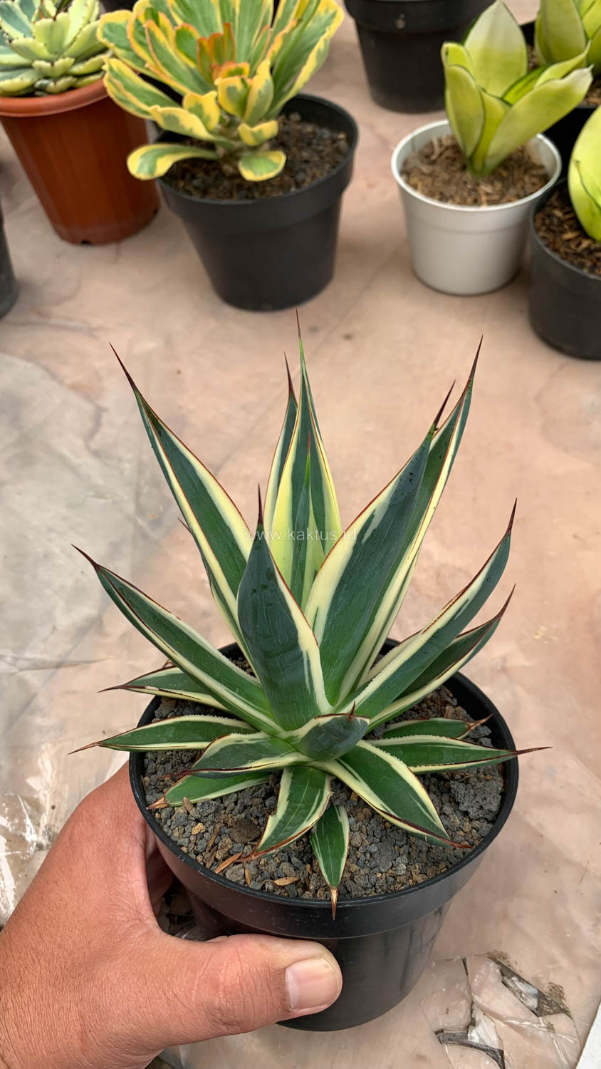 1058. Agave Burn Burgundy Variegated - Image 4