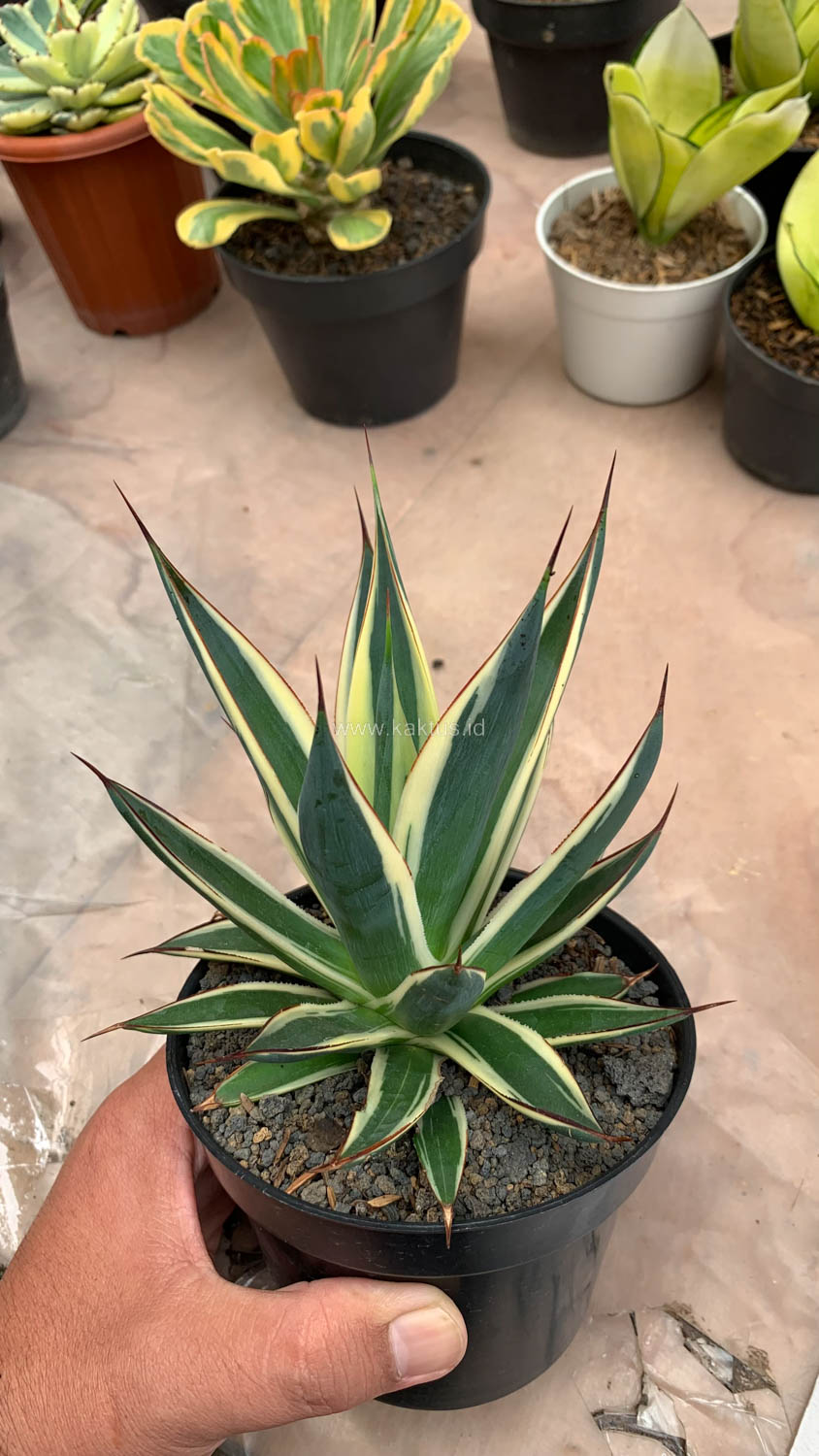 1058. Agave Burn Burgundy Variegated - Image 3