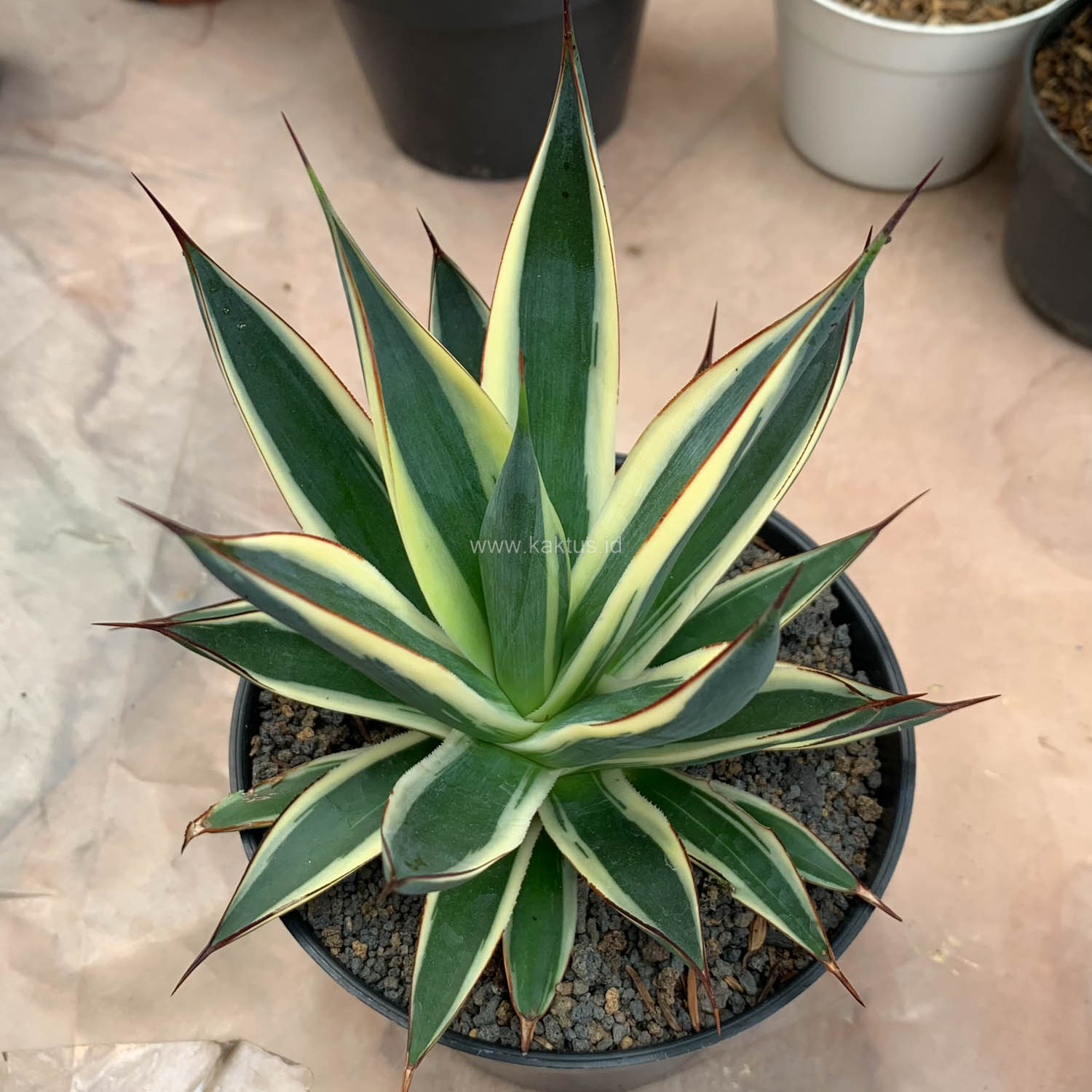 1058. Agave Burn Burgundy Variegated - Image 11