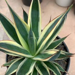 Alternative view of 1058. Agave Burn Burgundy Variegated