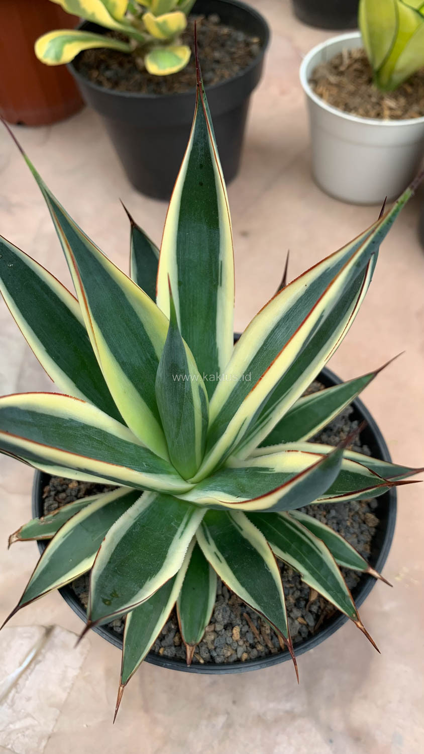 1058. Agave Burn Burgundy Variegated - Image 2