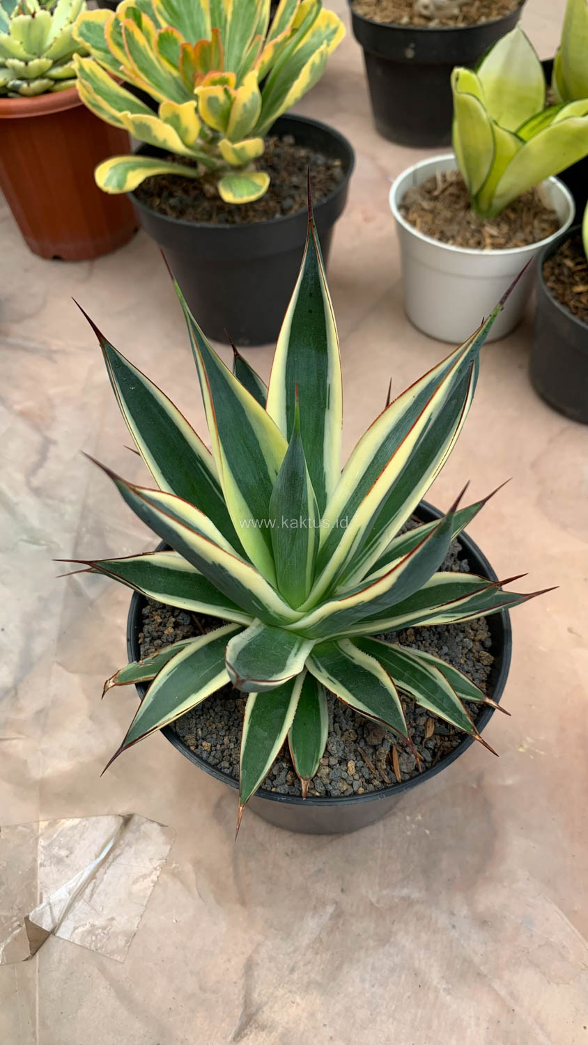 1058. Agave Burn Burgundy Variegated - Image 10