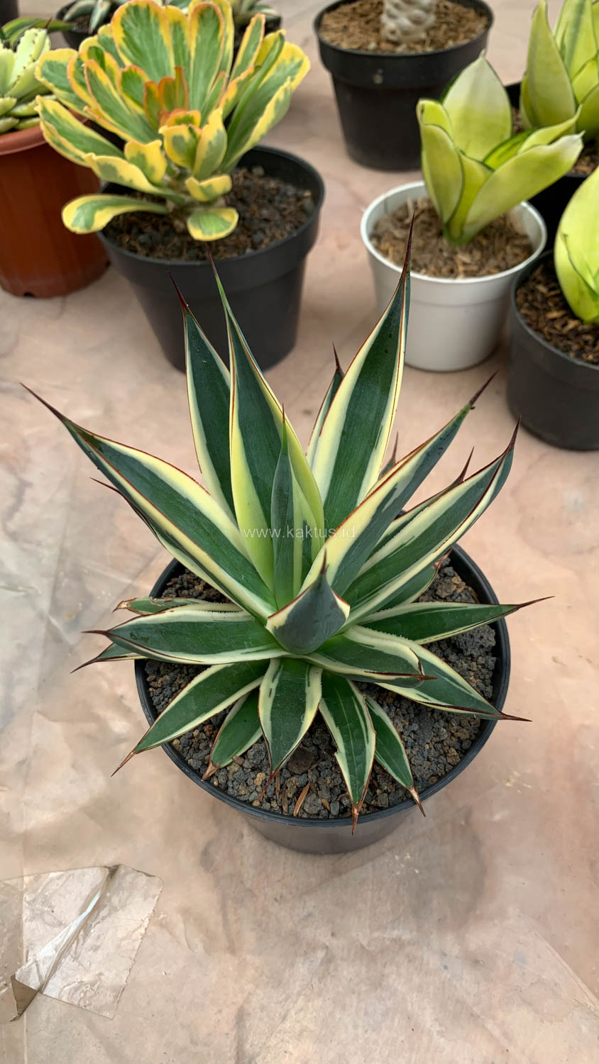1058. Agave Burn Burgundy Variegated - Image 9