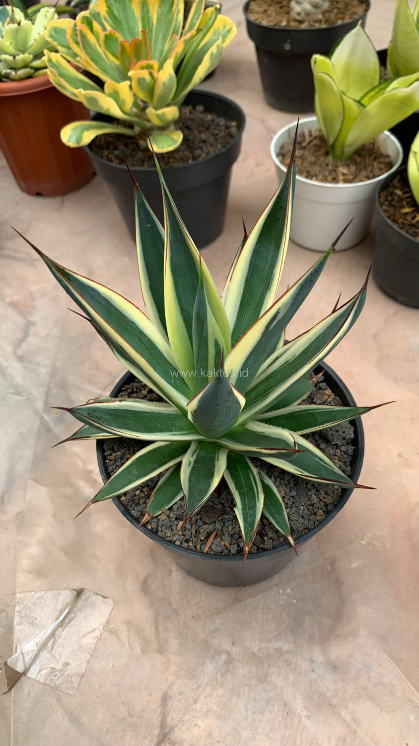 1058. Agave Burn Burgundy Variegated - Image 8