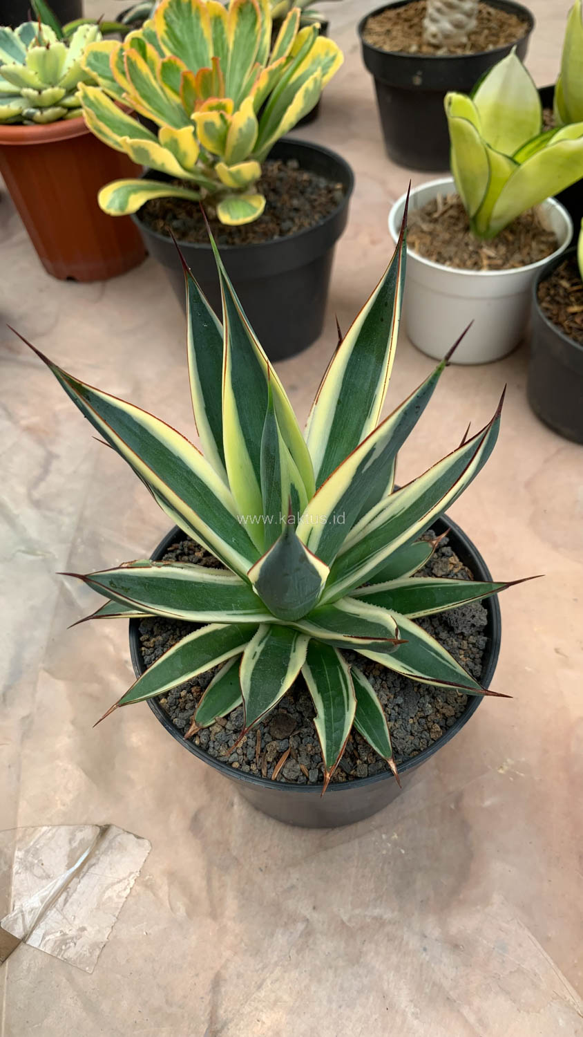 1058. Agave Burn Burgundy Variegated - Image 7