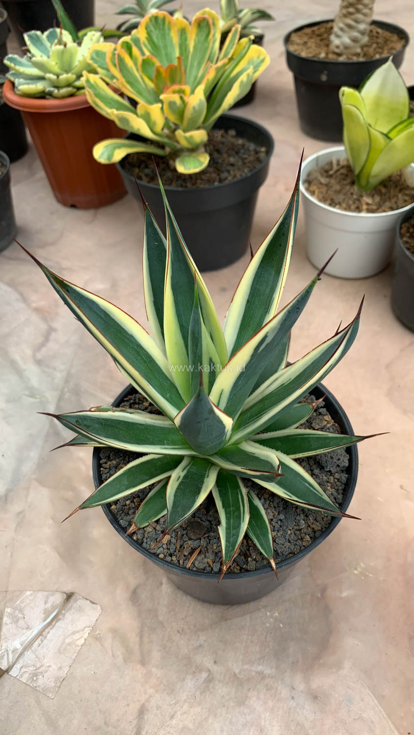 1058. Agave Burn Burgundy Variegated - Image 6