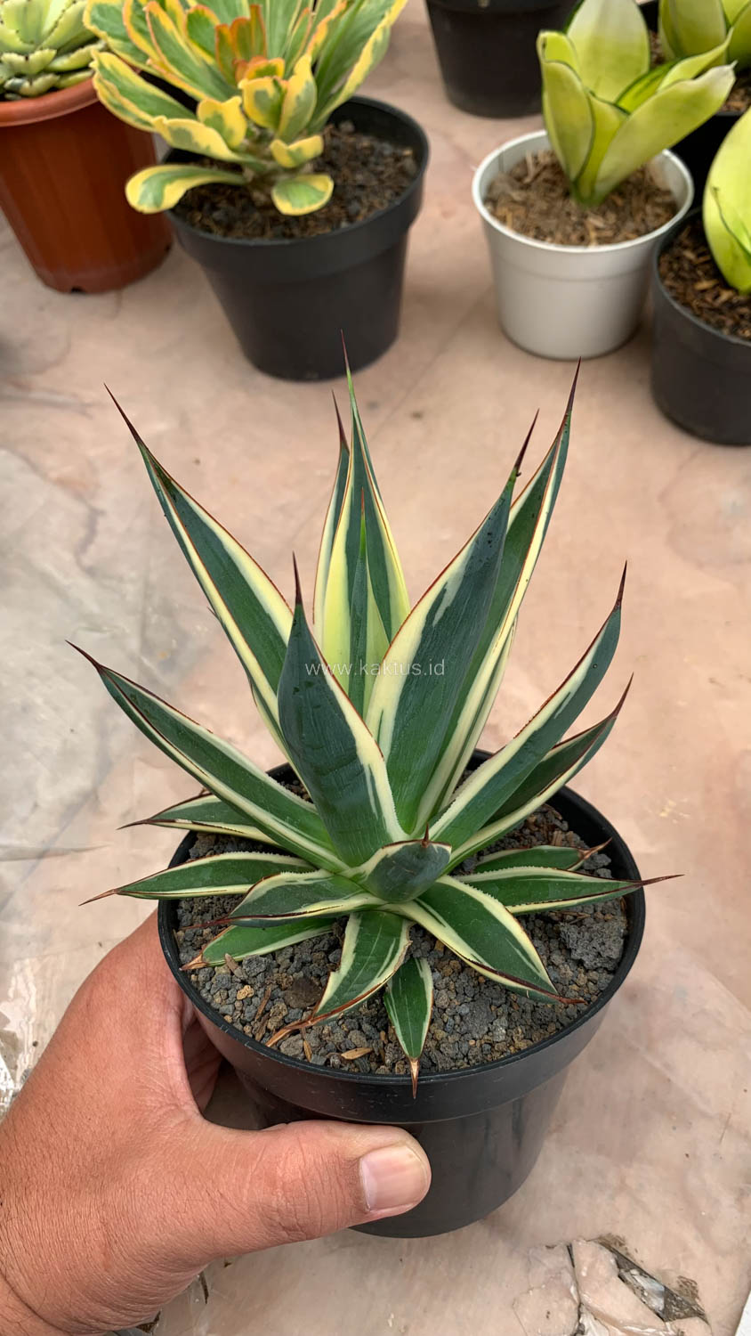 1058. Agave Burn Burgundy Variegated - Image 5