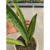 1059. Sansevieria Cleopatra Variegated