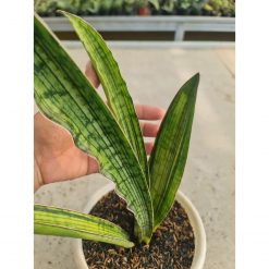 1059. Sansevieria Cleopatra Variegated