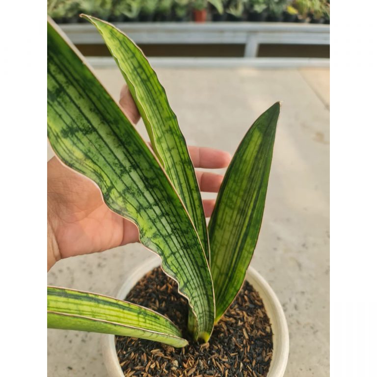 1059. Sansevieria Cleopatra Variegated