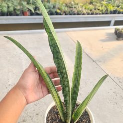 Alternative view of 1059. Sansevieria Cleopatra Variegated