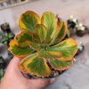 1061. Euphorbia Poissonii Variegated Pot 10 cm