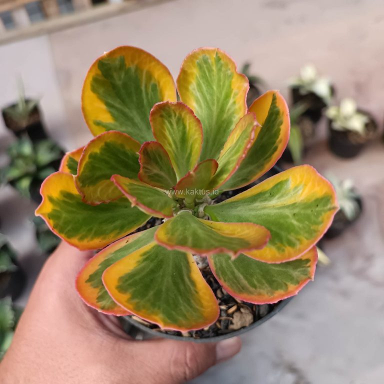 1061. Euphorbia Poissonii Variegated Pot 10 cm
