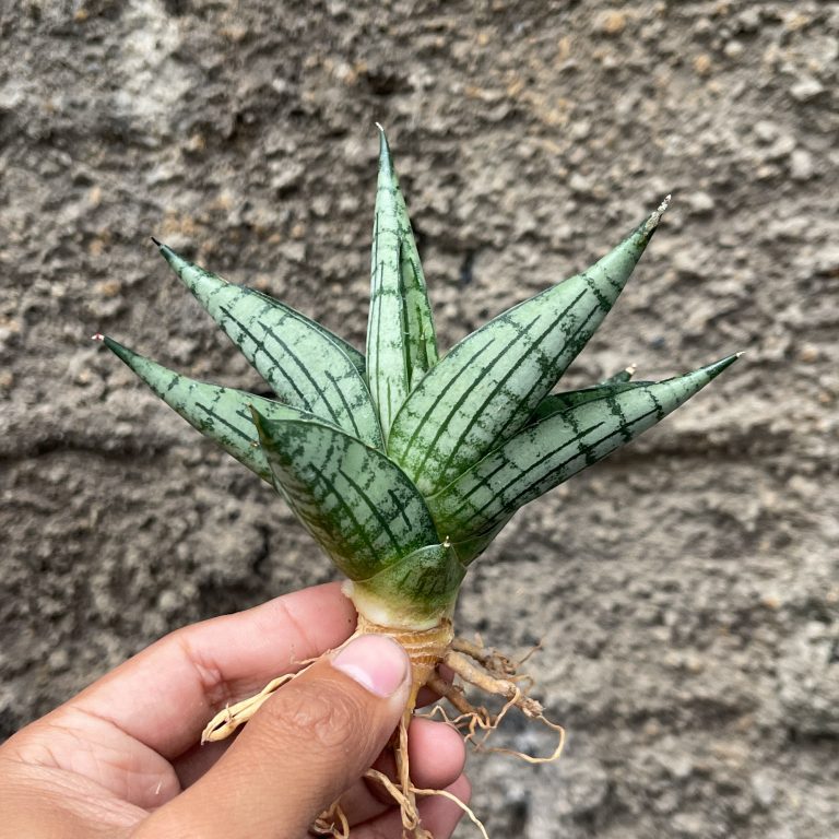 1063. Sansevieria Manja