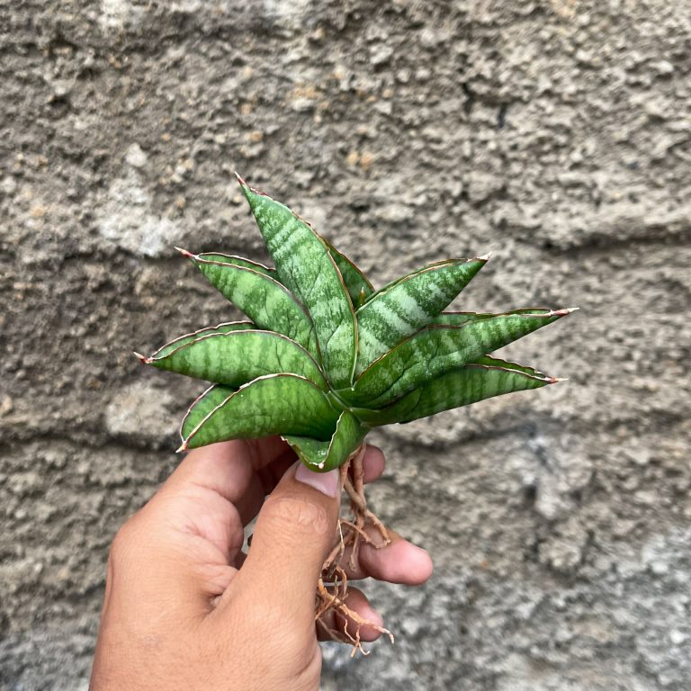 1064. Sansevieria Srikandi