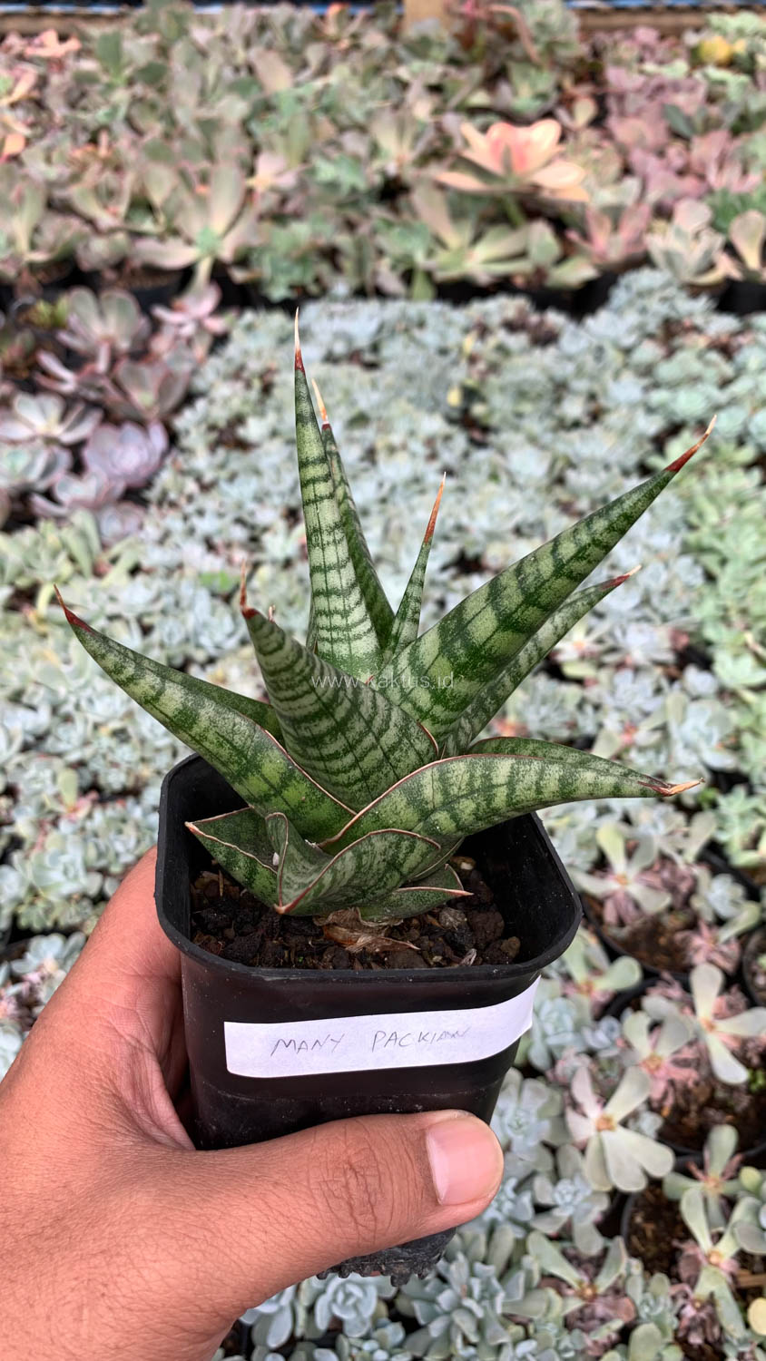 1065. Sansevieria Many Packiaw - Image 3