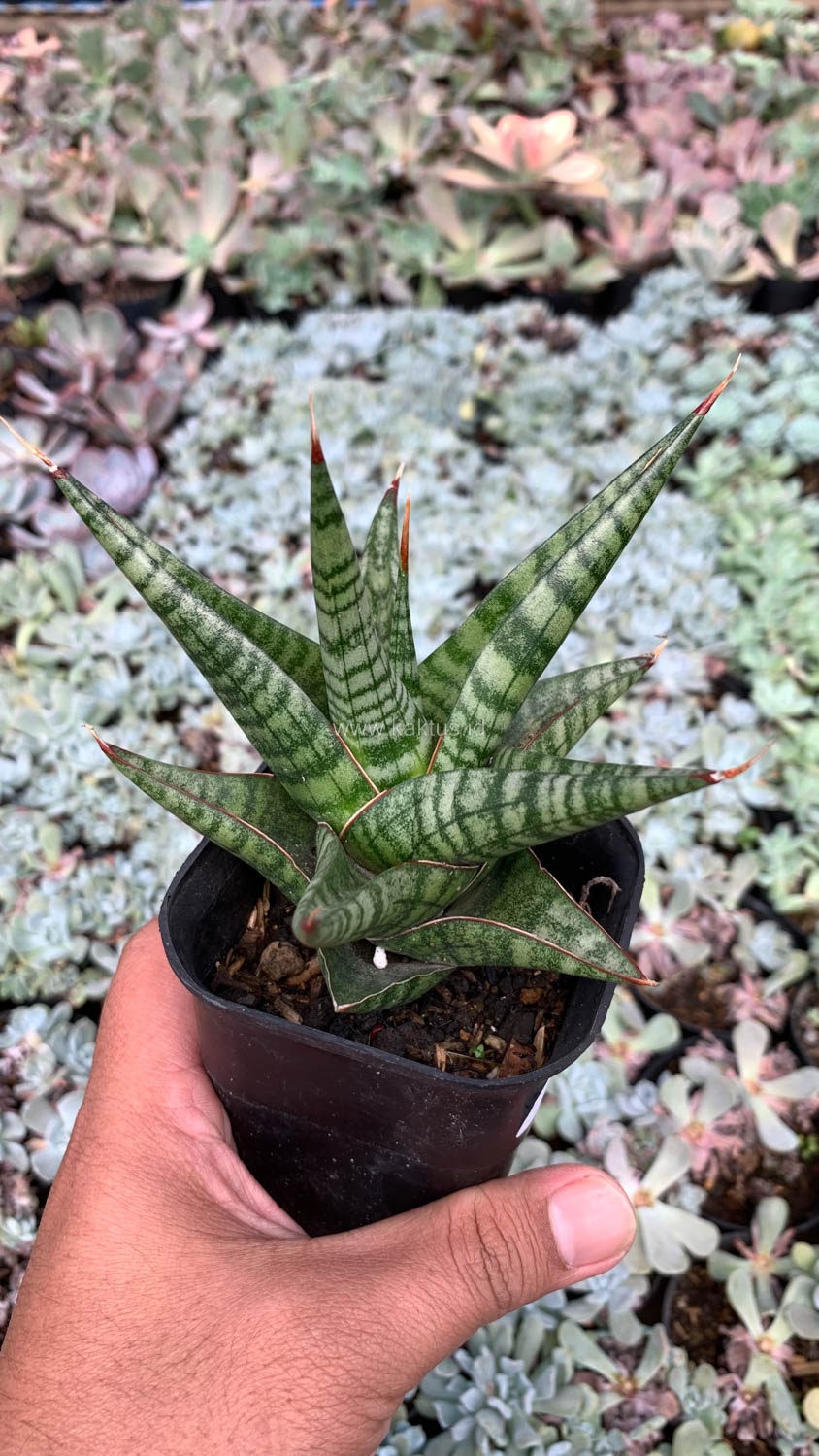 1065. Sansevieria Many Packiaw - Image 4