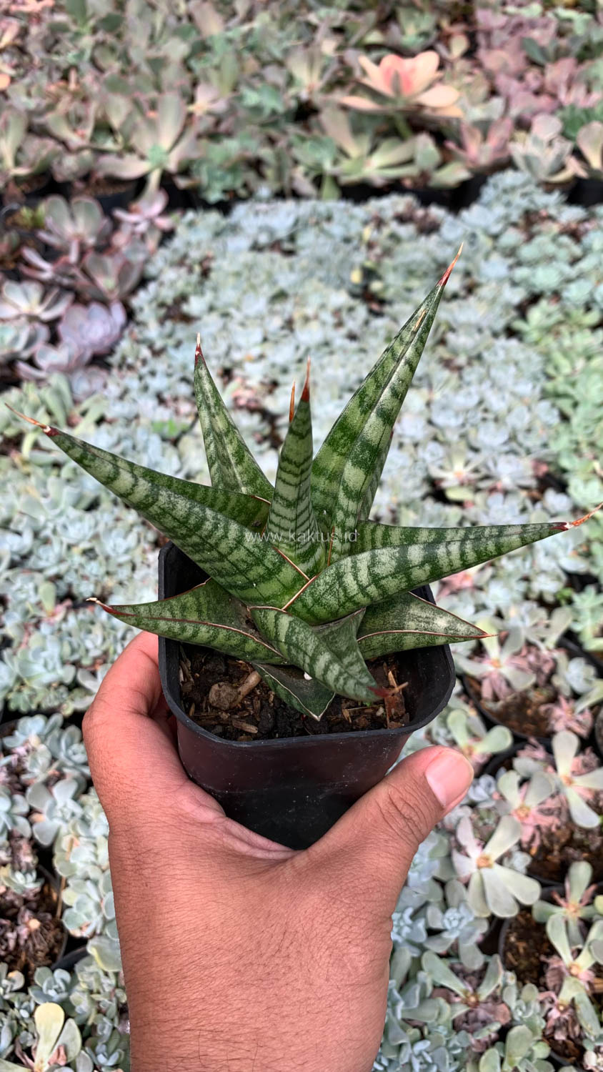 1065. Sansevieria Many Packiaw - Image 5