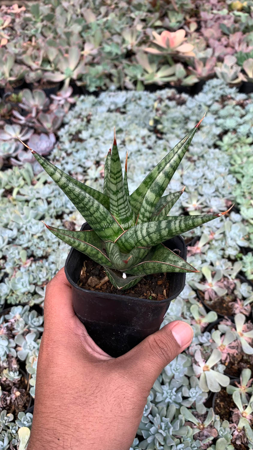 1065. Sansevieria Many Packiaw - Image 6