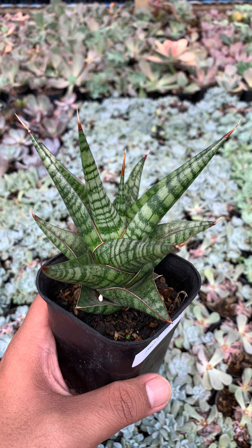 1065. Sansevieria Many Packiaw - Image 7