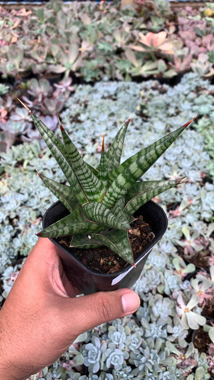 1065. Sansevieria Many Packiaw - Image 8