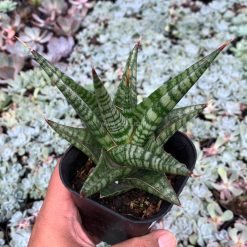 Alternative view of 1065. Sansevieria Many Packiaw