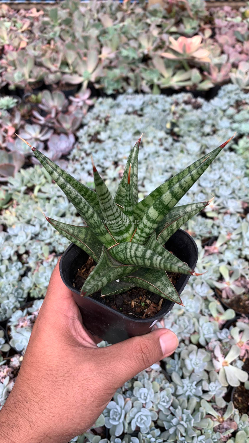1065. Sansevieria Many Packiaw - Image 2