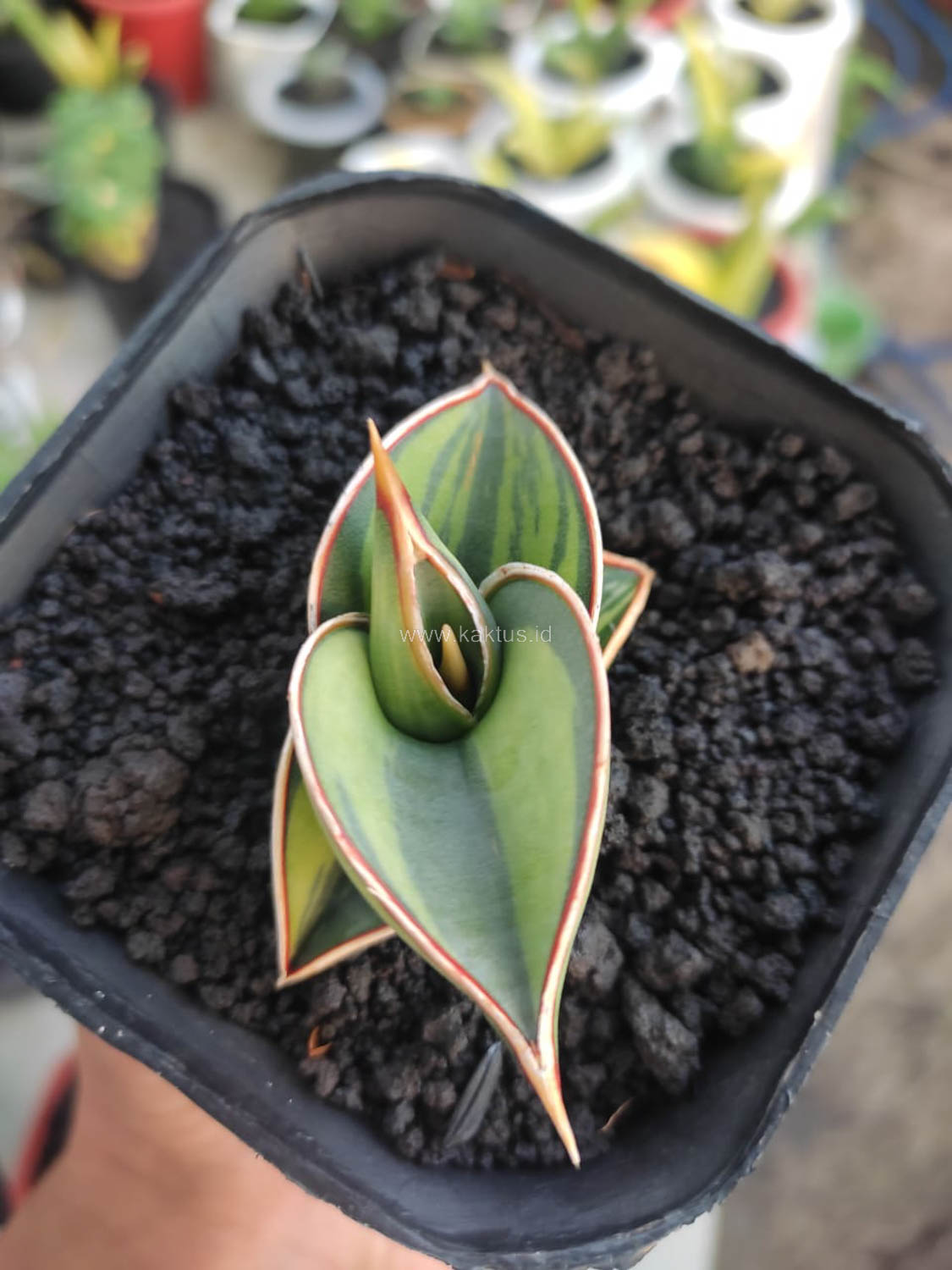 1166. Sansevieria Rorida Lite Variegated - Image 11