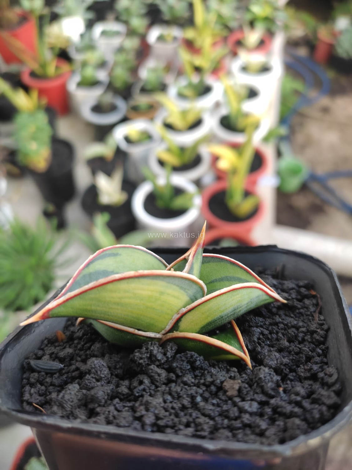 1166. Sansevieria Rorida Lite Variegated - Image 3