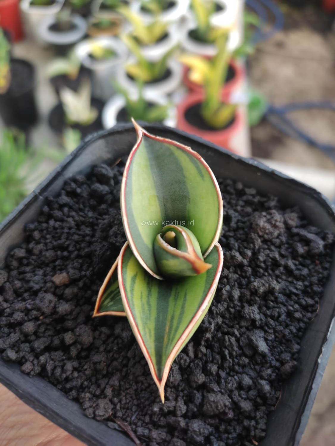 1166. Sansevieria Rorida Lite Variegated - Image 9