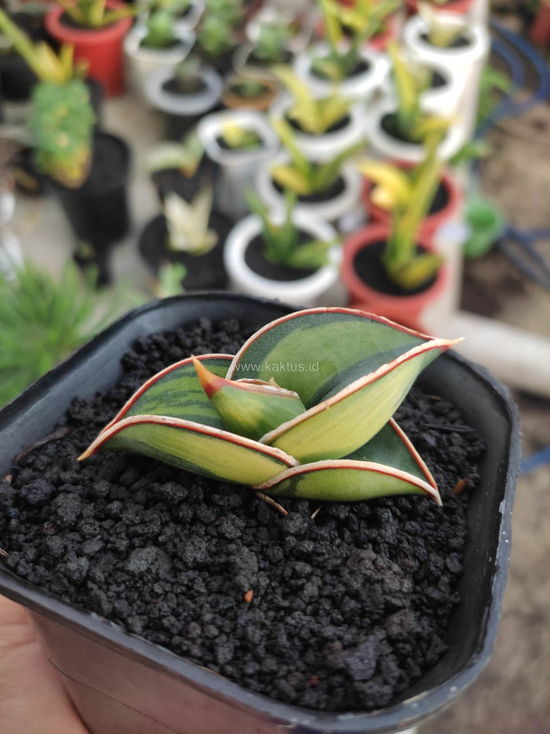 1166. Sansevieria Rorida Lite Variegated - Image 7