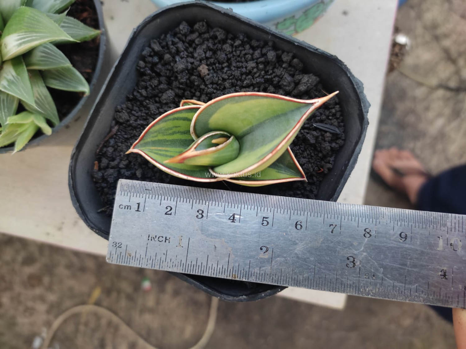 1166. Sansevieria Rorida Lite Variegated - Image 6