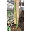 1067. Sansevieria Parva Stick Variegated Size 30 Cm