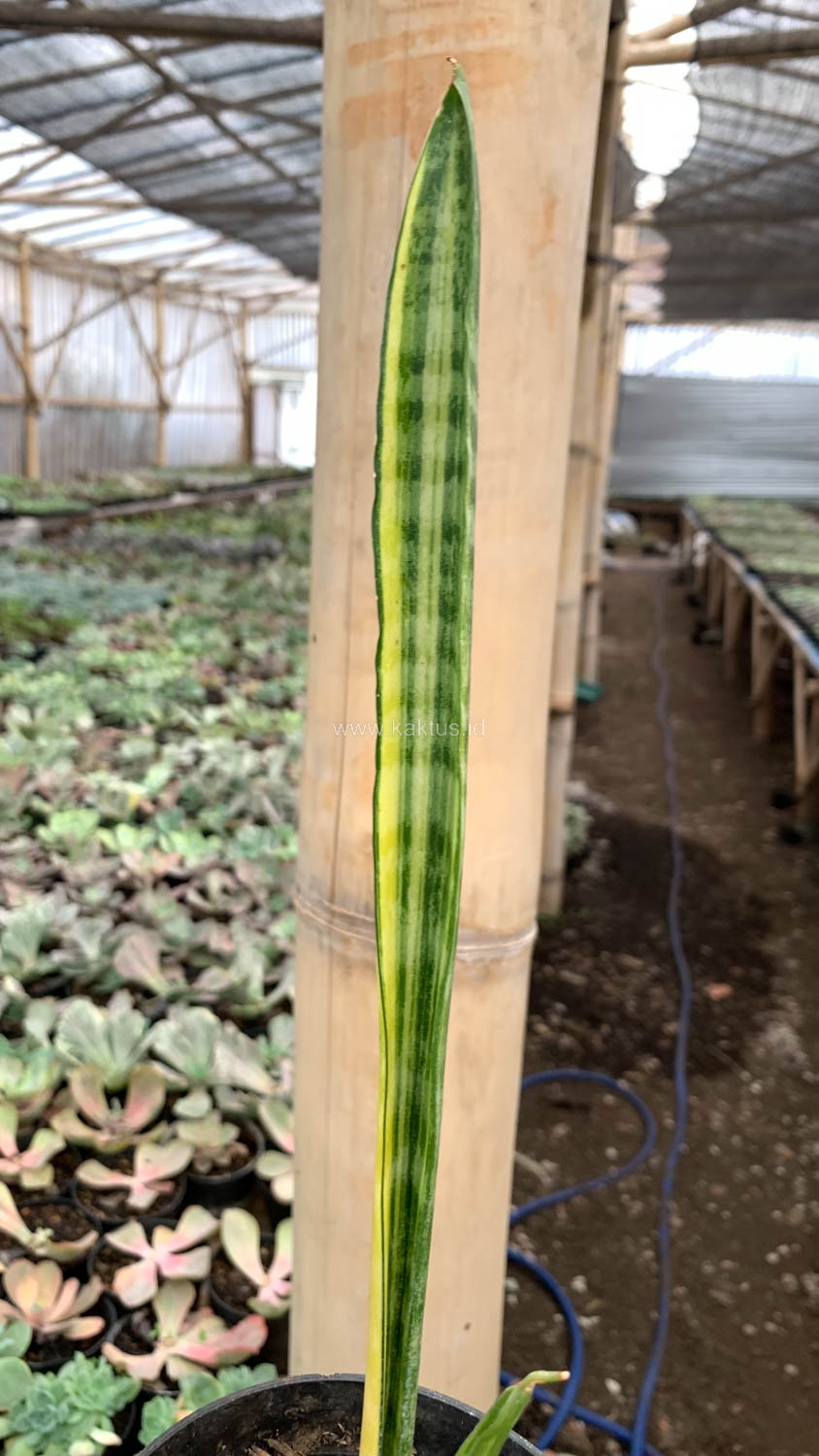 1067. Sansevieria Parva Stick Variegated Size 30 Cm - Image 5