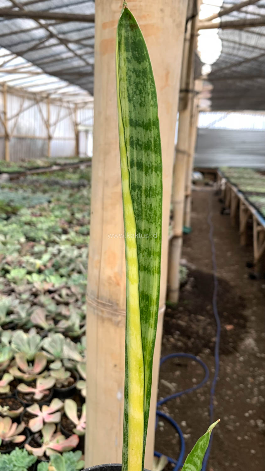 1067. Sansevieria Parva Stick Variegated Size 30 Cm - Image 2