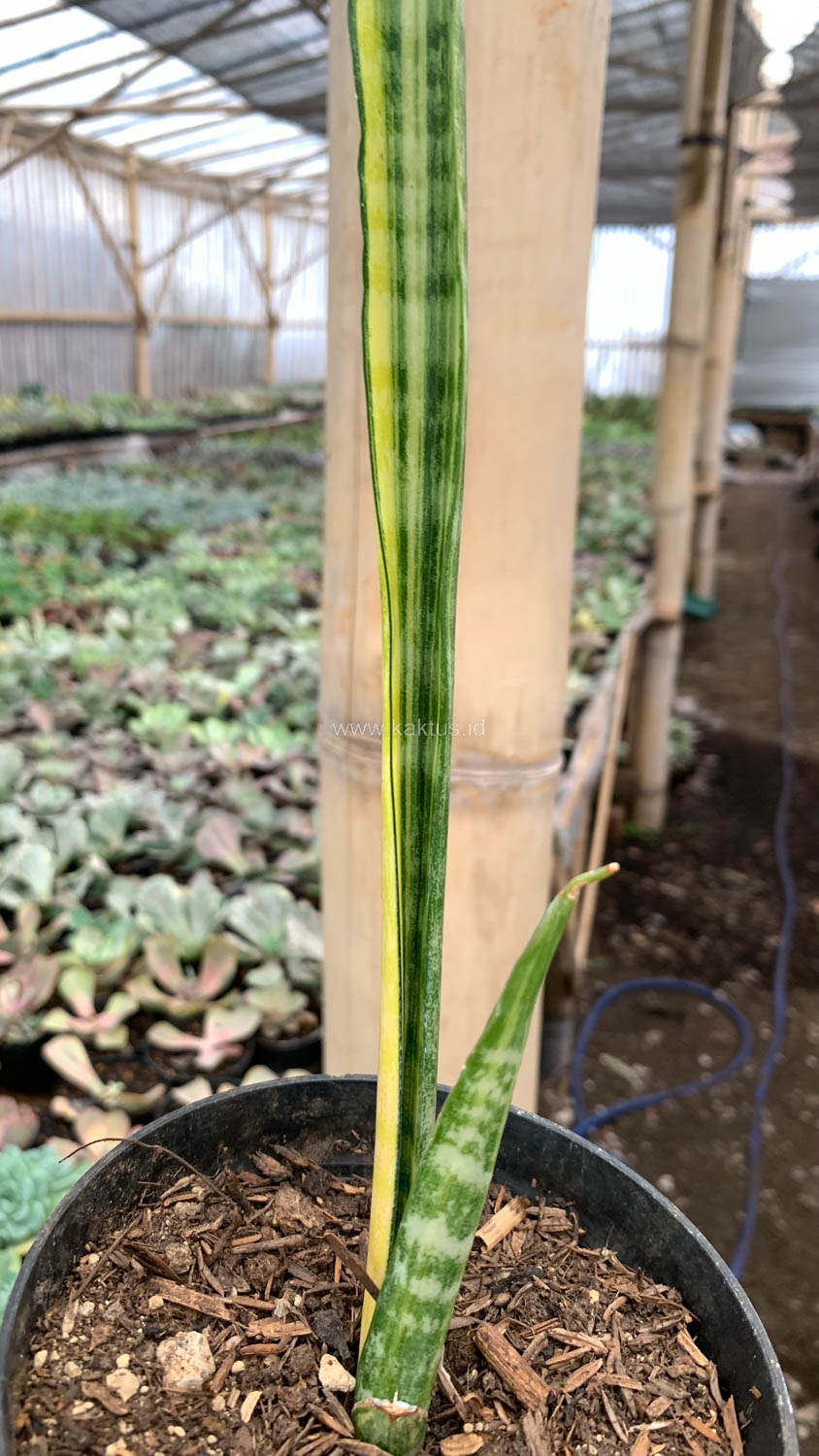 1067. Sansevieria Parva Stick Variegated Size 30 Cm - Image 7