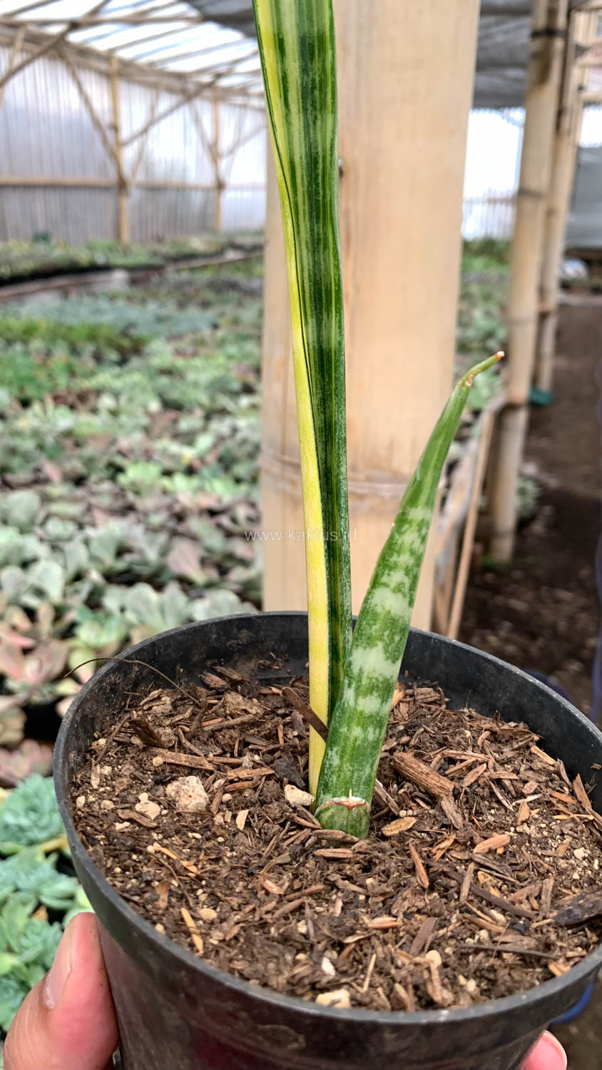 1067. Sansevieria Parva Stick Variegated Size 30 Cm - Image 9