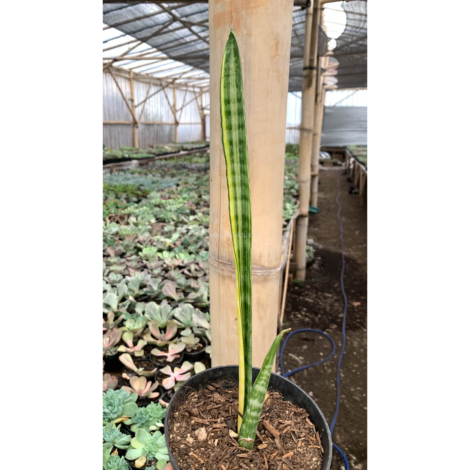 1067. Sansevieria Parva Stick Variegated Size 30 Cm