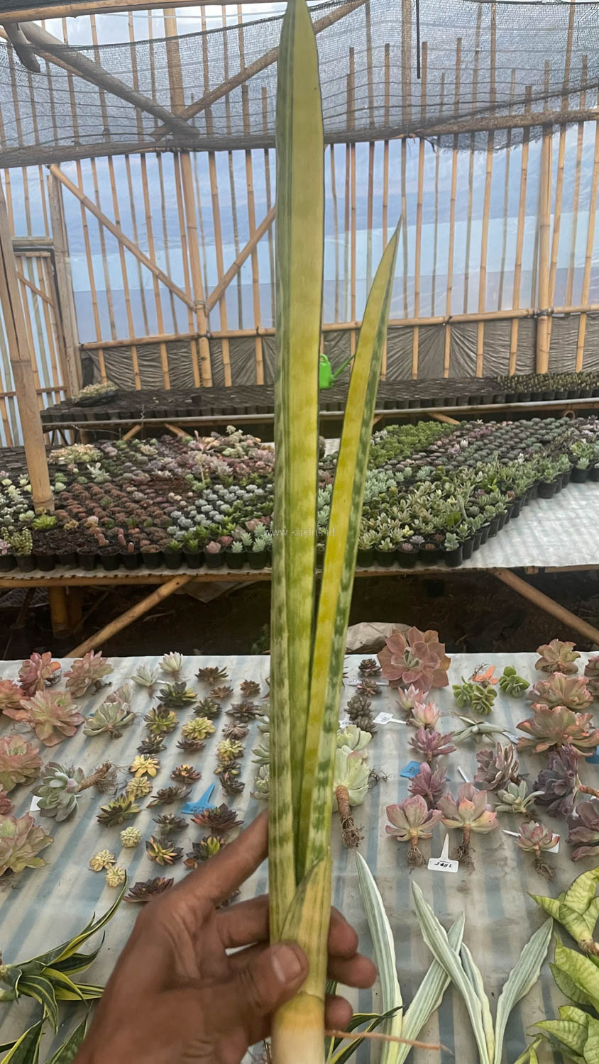 1067. Sansevieria Parva Stick Variegated Size 30 Cm - Image 11